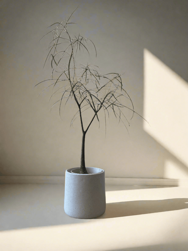 Tumbleweed Plants
