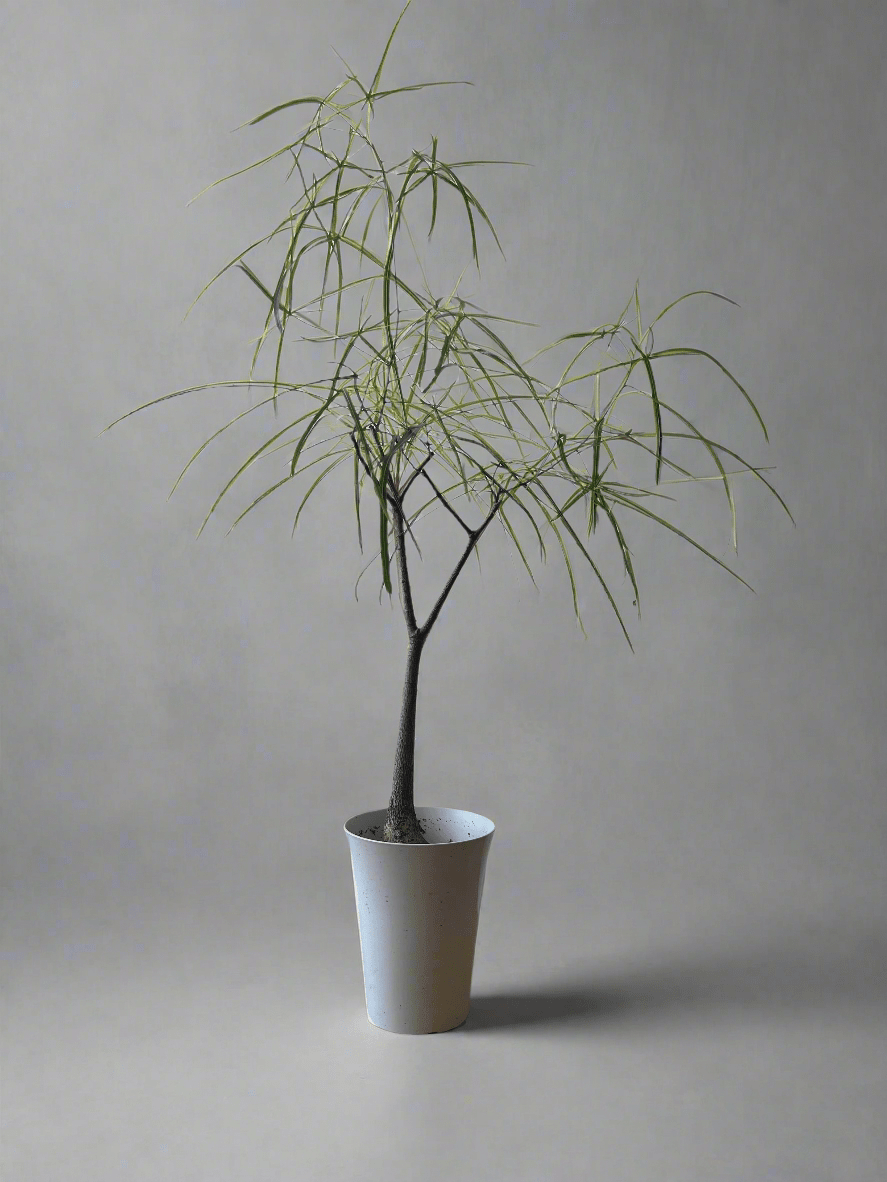 Grow Pot