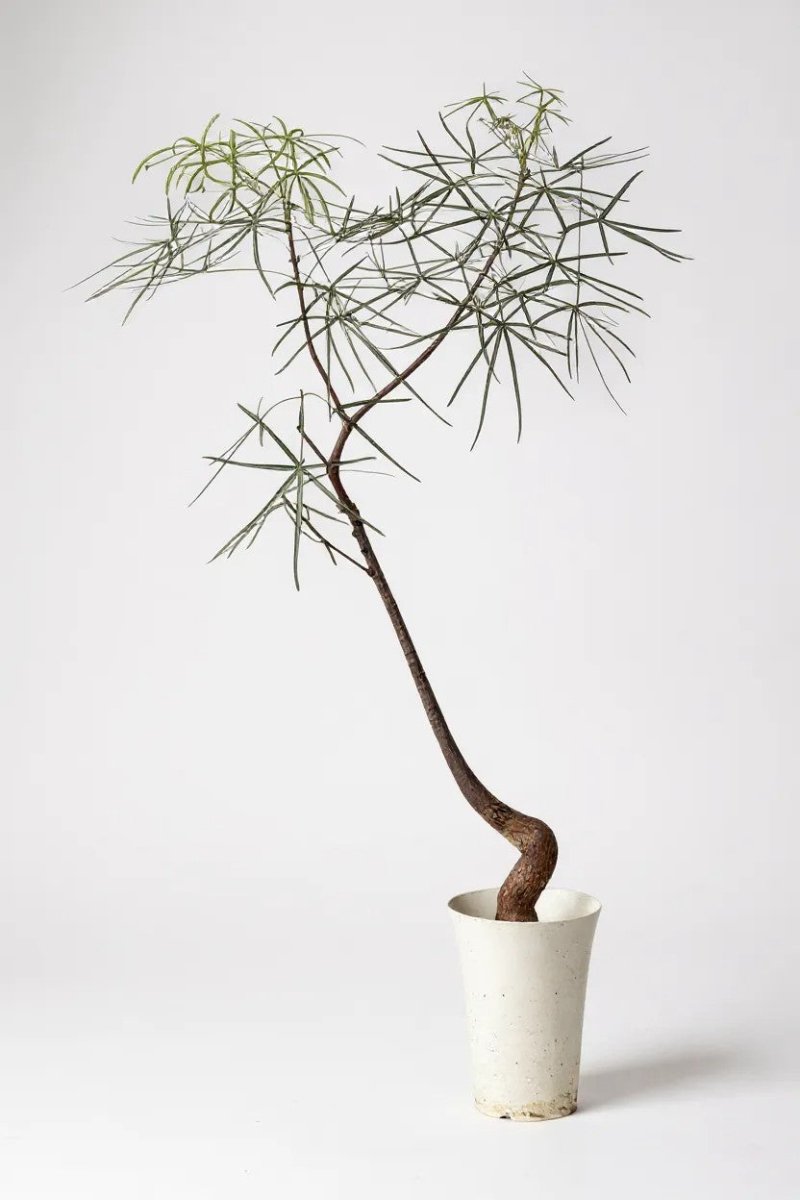 Grow Pot