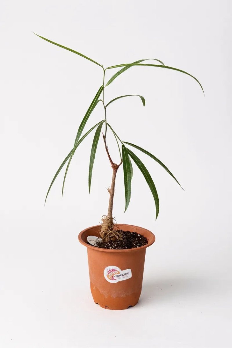 Grow Pot