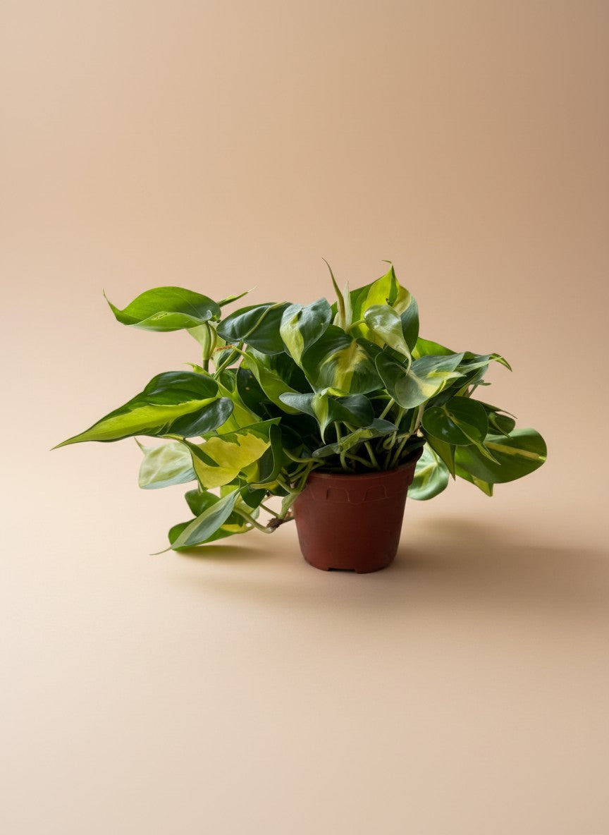 Grow Pot