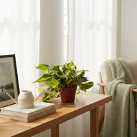 Philodendron Brasil Medium