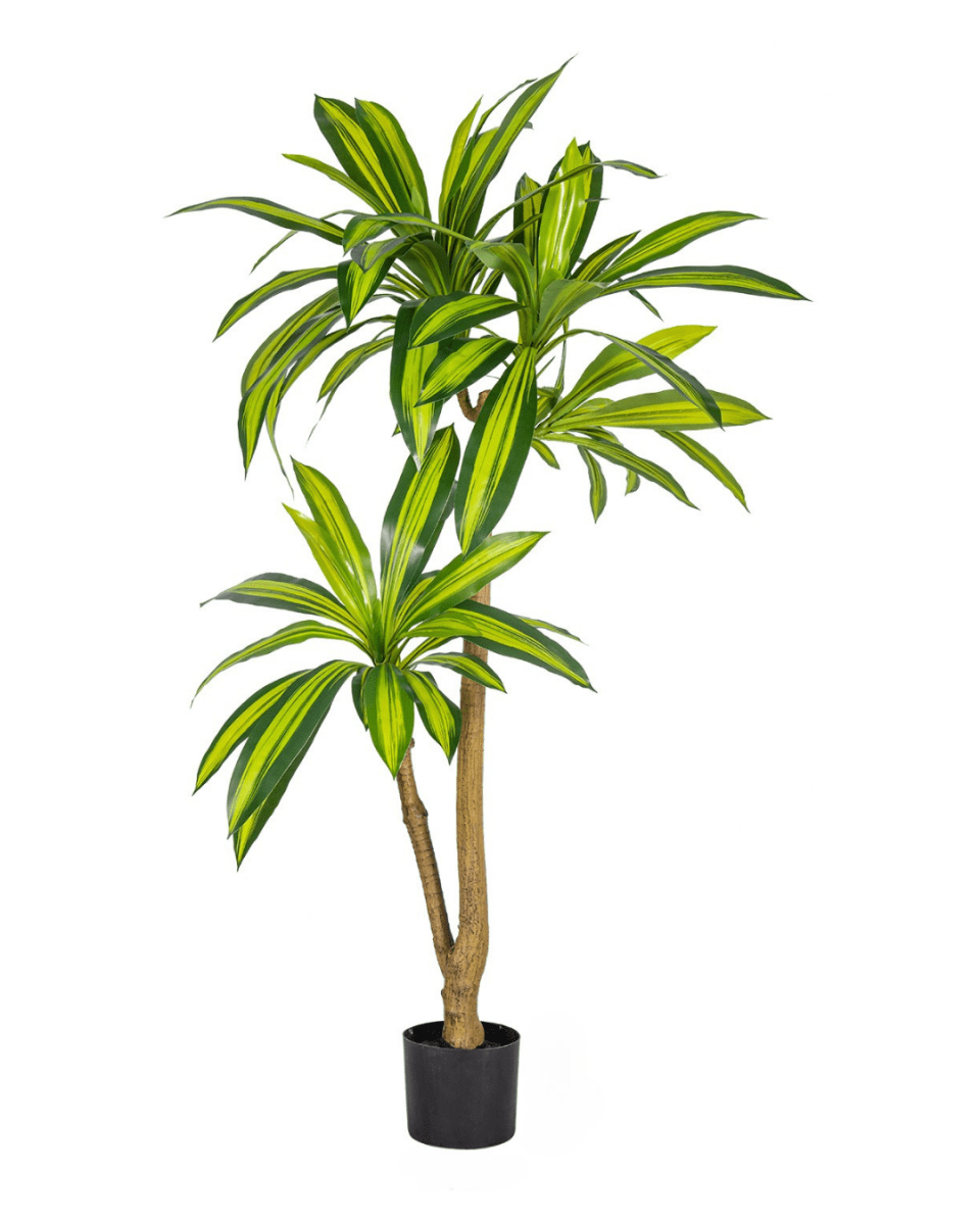 130cm (more variegation)