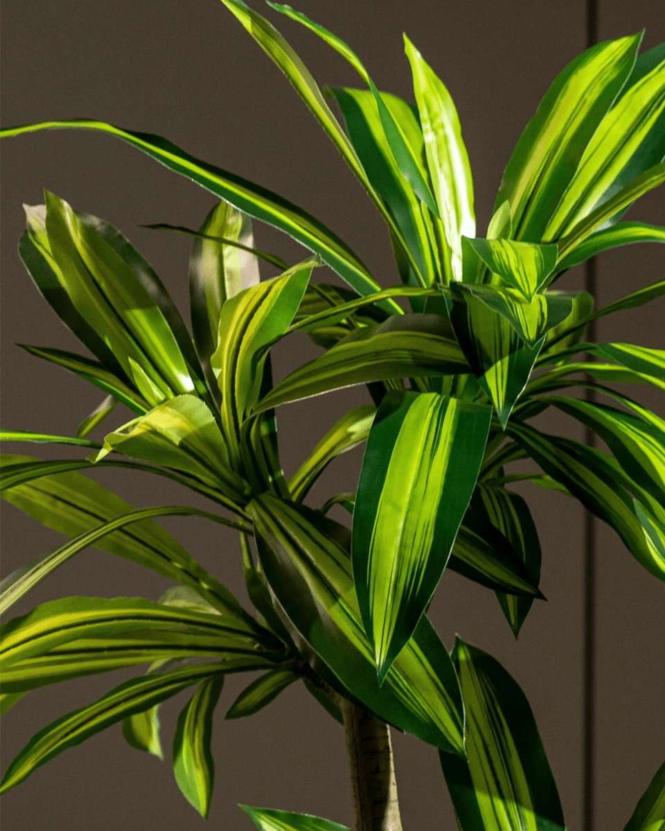 Brazil Iron Tree (Life - life Artificial) - Potted plant - 5364668702501 - Tumbleweed Plants - Online Plant Delivery Singapore