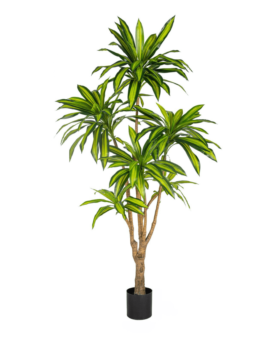 200cm (more variegation)