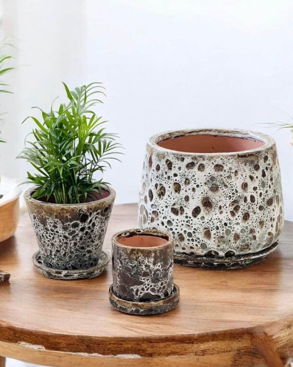 Brown Moon Pot in Cylinder - Pots - POTS - BROW - WHT - 6496 - Tumbleweed Plants - Online Plant Delivery Singapore