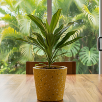 Cordyline Kiwi