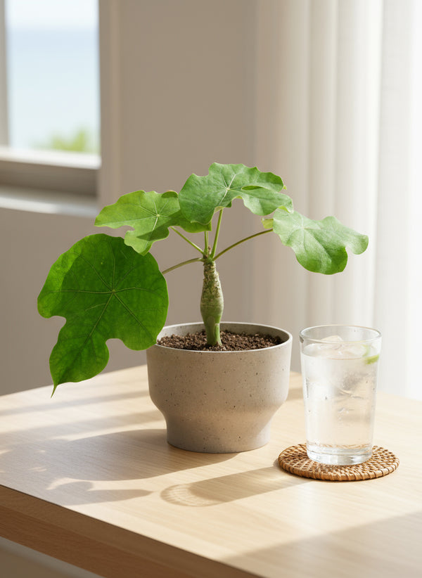 Jatropha Podagrica