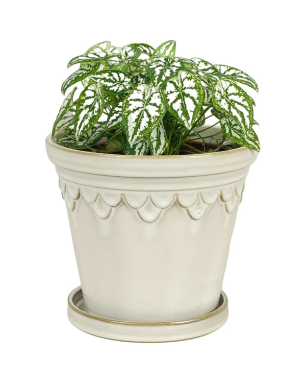 Caladium Humboldtii Plant - grow pot - Potted plant - Tumbleweed Plants - Online Plant Delivery Singapore