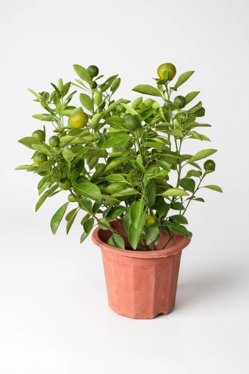 Grow Pot