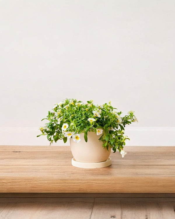 Tumbleweed Plants