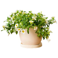 Calibrachoa Plant
