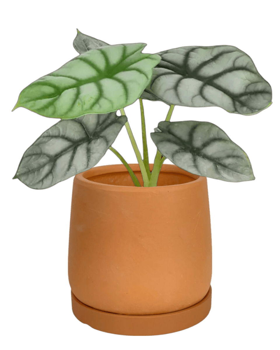 Calm Corner Set - Plant Bundle - PROD - CALM - 7073 - Tumbleweed Plants - Online Plant Delivery Singapore
