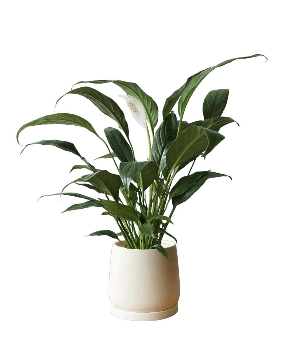 Calm Corner Set - Plant Bundle - PROD - CALM - 7073 - Tumbleweed Plants - Online Plant Delivery Singapore