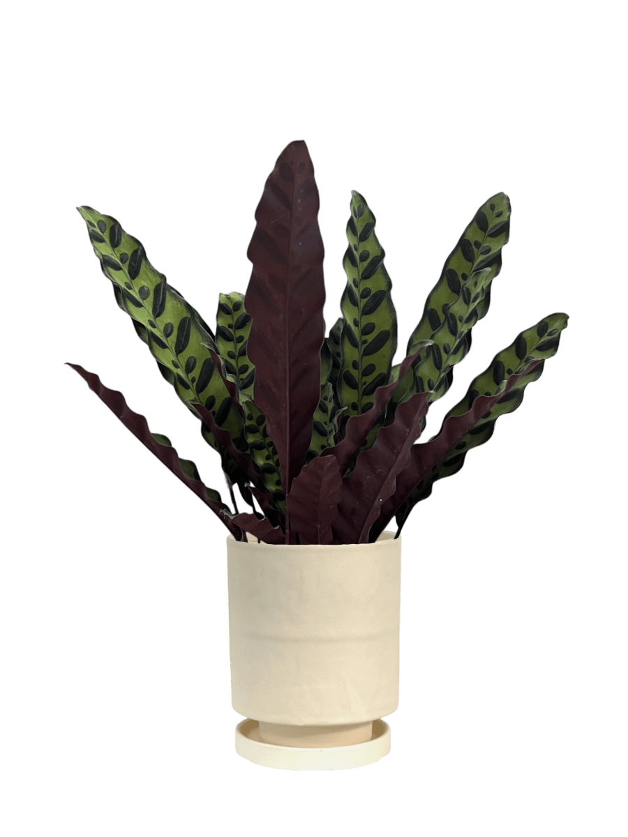 Calm Corner Set - Plant Bundle - PROD - CALM - 7073 - Tumbleweed Plants - Online Plant Delivery Singapore