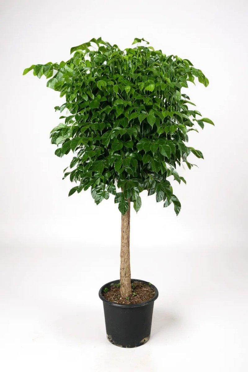 Grow Pot