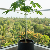 Papaya Plant Tall