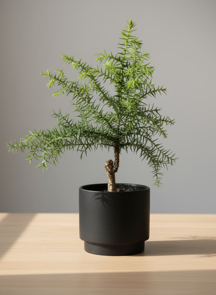 Araucaria cunninghamii - Hoop Pine Junior
