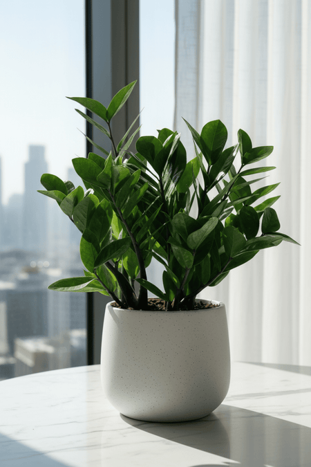 ZZ Plant - Medium - Potted plant - POTT-ZZPL-GRW-1927 - Tumbleweed Plants - Online Plant Delivery Singapore