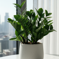 ZZ Plant - Medium