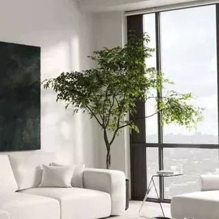 China Doll Tree - Real - Trunk Artificial - Potted plant - 5516314535781 - Tumbleweed Plants - Online Plant Delivery Singapore