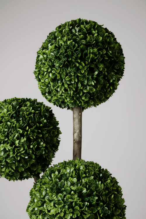Tumbleweed Plants