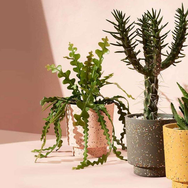 Tumbleweed Plants