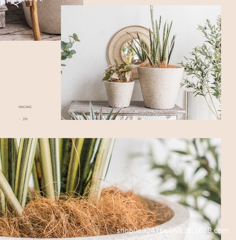 Cone Planter - Planter - 5400878841656 - Tumbleweed Plants - Online Plant Delivery Singapore