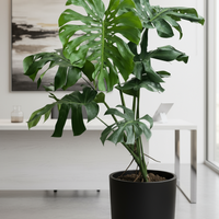 Monstera Deliciosa XL Swiss Cheese Plant