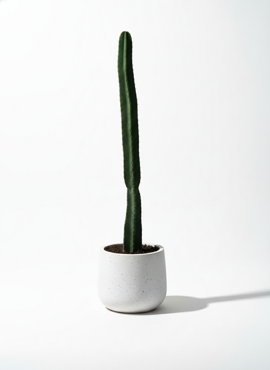 Hedge Cactus "Cereus repandus"