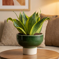 Sansevieria Trifasciata ‘Golden Hahnii’