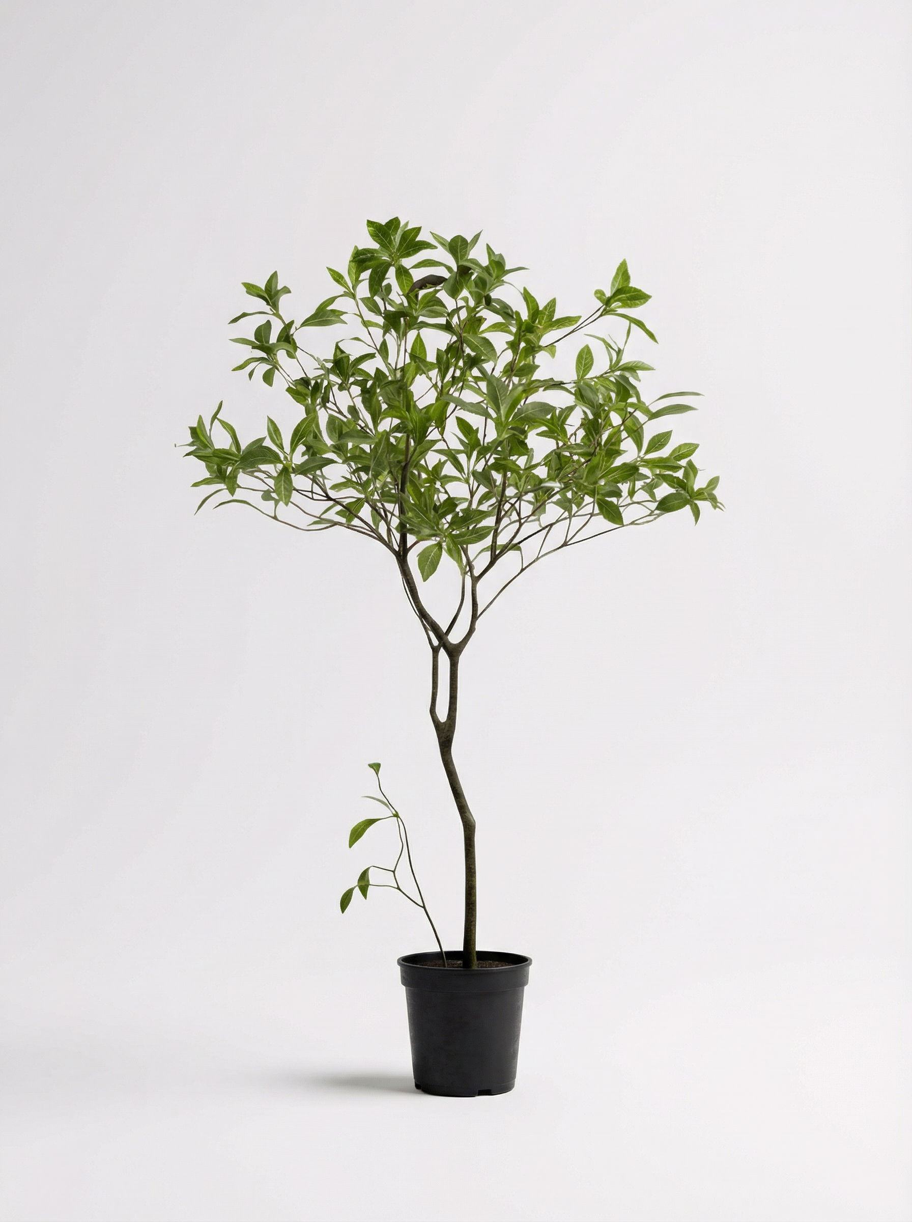 Luxury Green 120cm