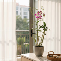 Dendrobium Orchid