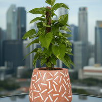 Epipremnum Aureum Money Plant 50cm