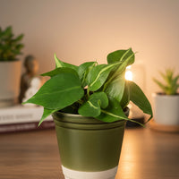 Philodendron Brasil