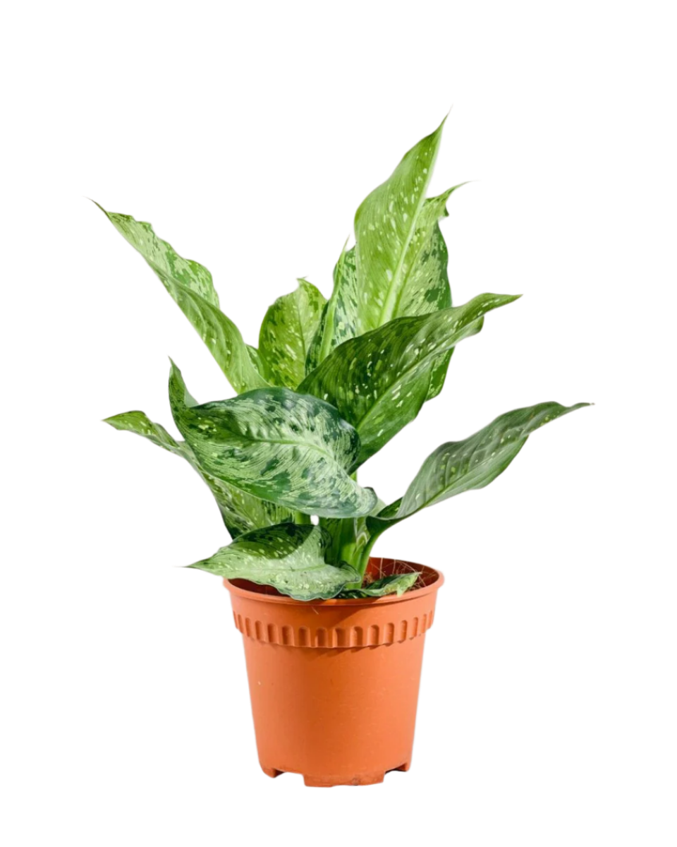 Dieffenbachia Americano - Potted plant -  Tumbleweed Plants