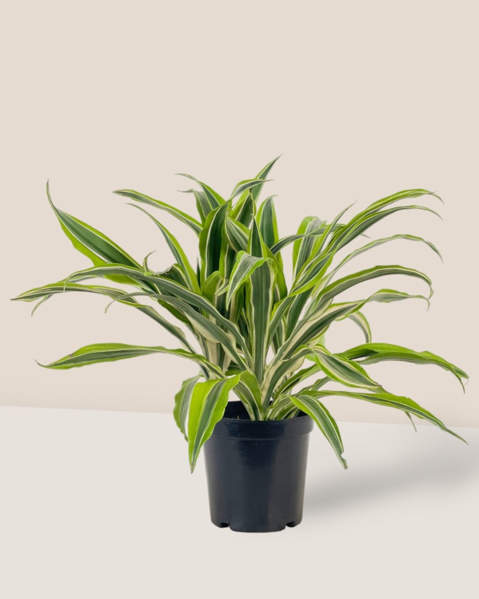 Dracena Fragrans Lemon Lime - grow pot - Potted plant - Tumbleweed Plants - Online Plant Delivery Singapore
