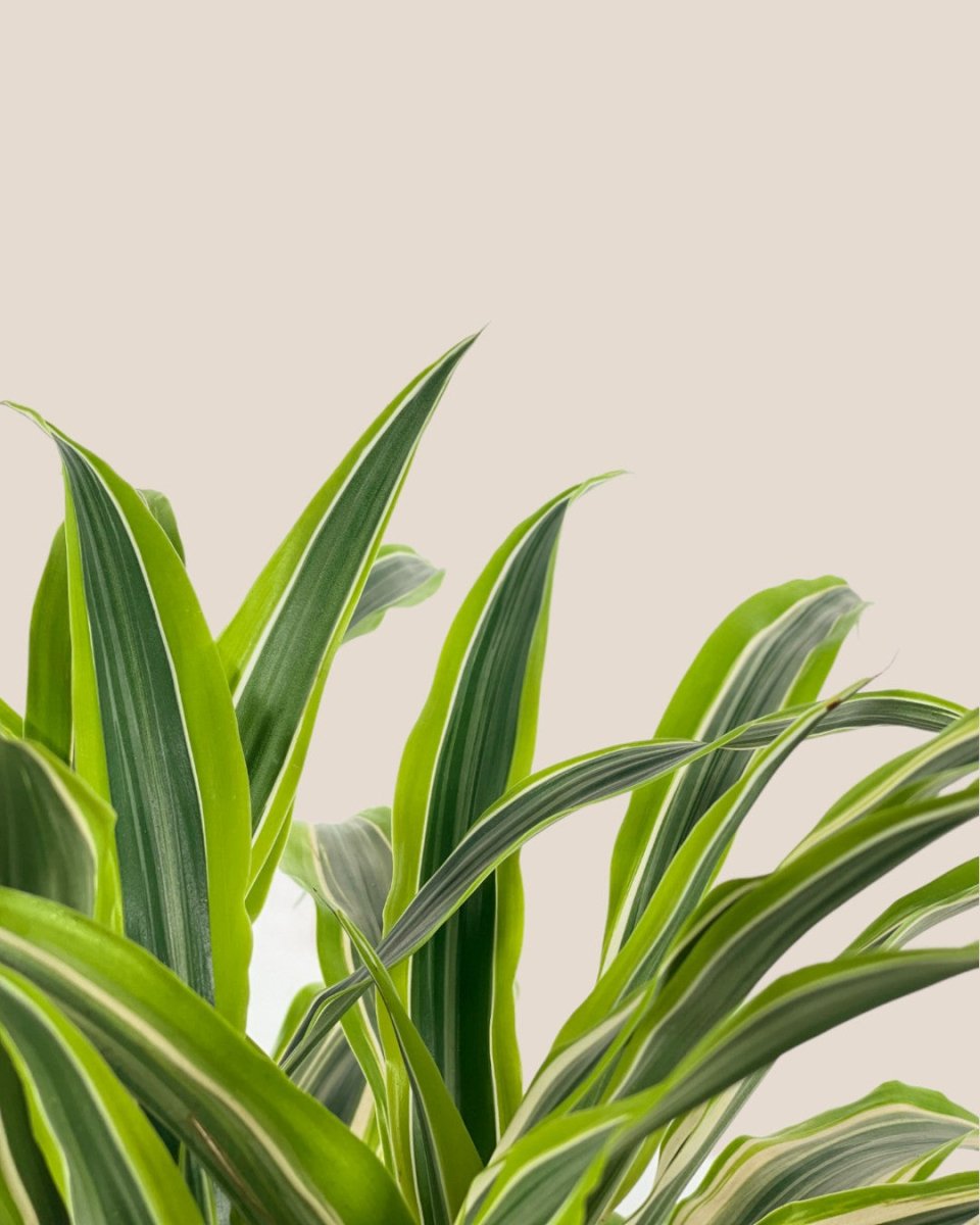 Dracena Fragrans Lemon Lime - grow pot - Potted plant - Tumbleweed Plants - Online Plant Delivery Singapore