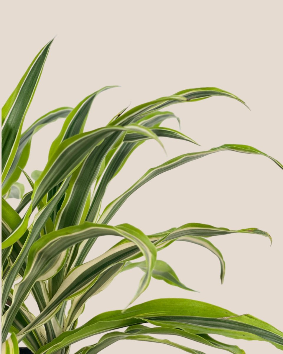 Dracena Fragrans Lemon Lime - grow pot - Potted plant - Tumbleweed Plants - Online Plant Delivery Singapore
