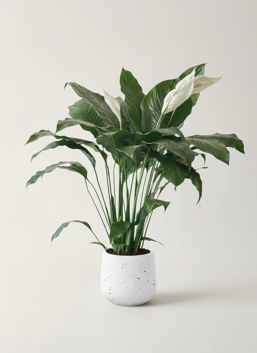 Spathiphyllum Kochii (Peace Lily)