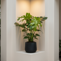 Monstera Deliciosa XL