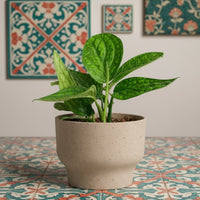 Monstera Peru Plant