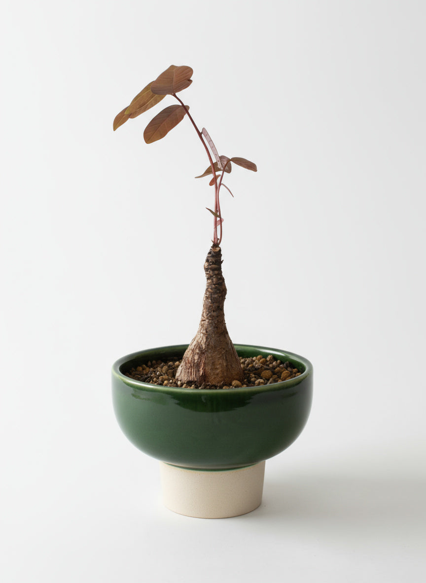 Mirabilis (Japan)