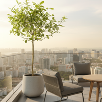 Lemon Tree Tall (1.5m)