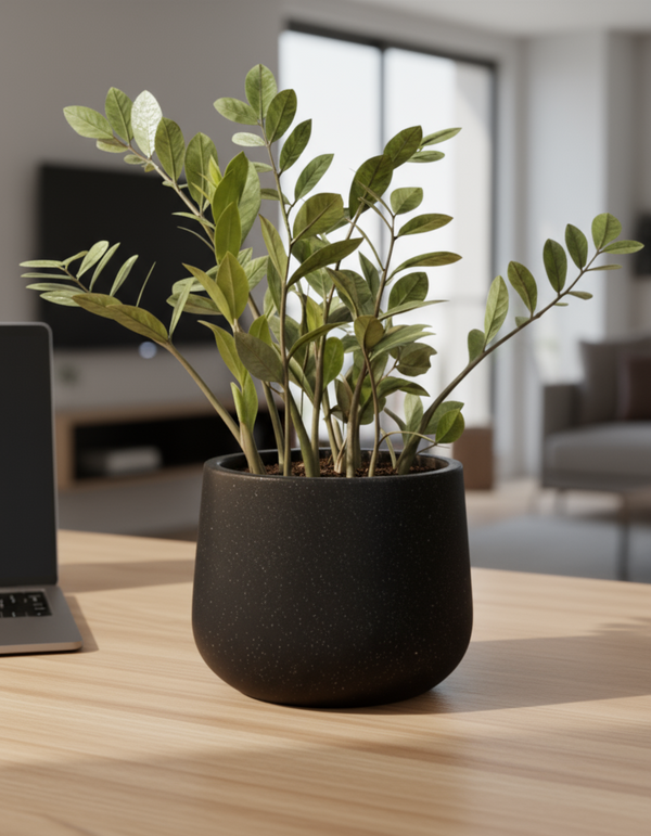 Tumbleweed Plants