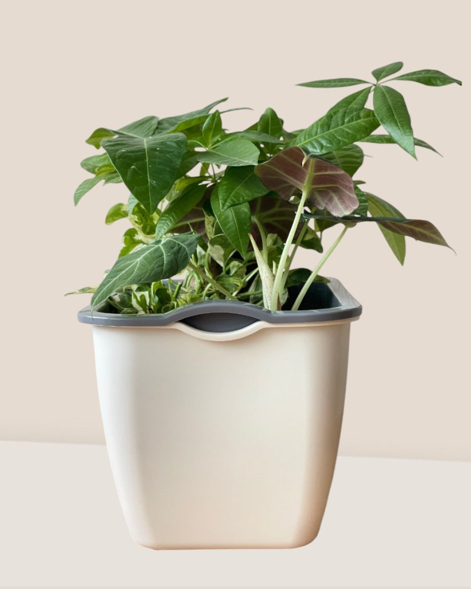Ella Self Watering Planter - Pots - POTT - ELLA - SLF - 6525 - Tumbleweed Plants - Online Plant Delivery Singapore