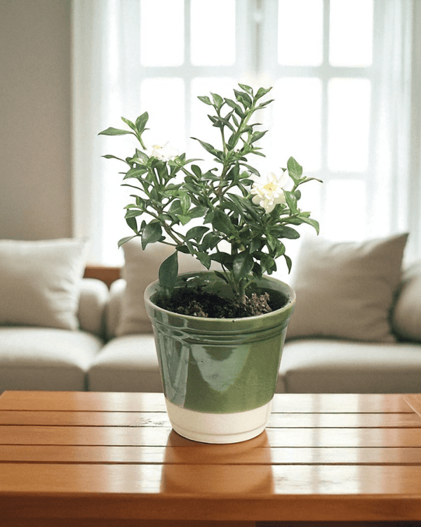 Elm Pot - Planter - 5950534263565 - Tumbleweed Plants - Online Plant Delivery Singapore