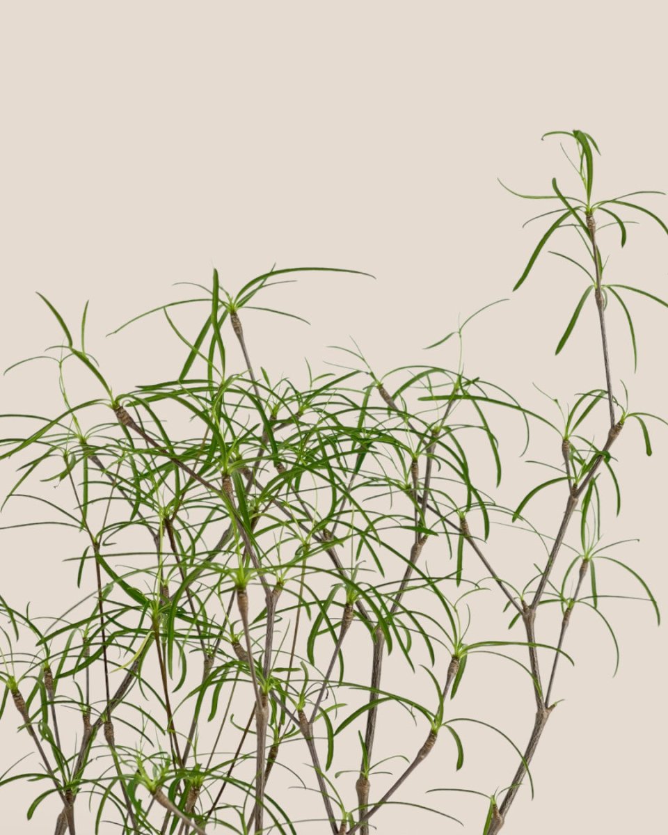 Euphorbia Hedyotoides - grow pot - Potted plant - Tumbleweed Plants - Online Plant Delivery Singapore