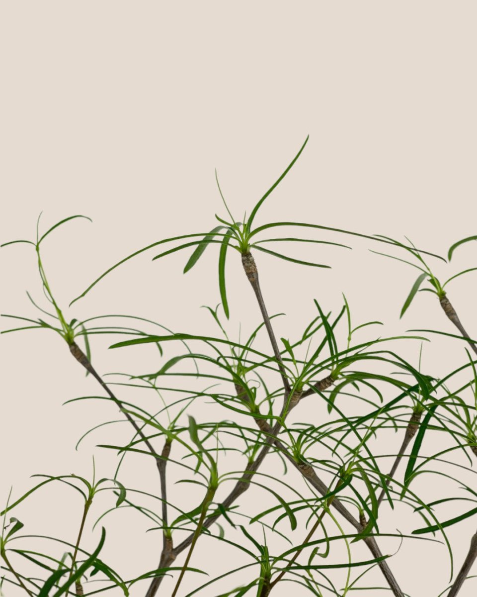 Euphorbia Hedyotoides - grow pot - Potted plant - Tumbleweed Plants - Online Plant Delivery Singapore