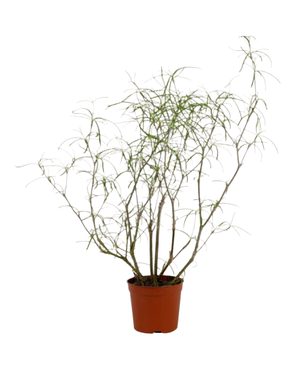 Euphorbia Hedyotoides - Potted plant -  Tumbleweed Plants